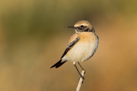 Desert Wheatear (Oenanthe deserti homochroa) Eilat, Israel