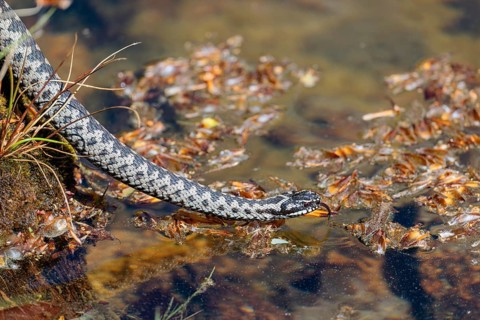A common European adder (Vipera berus) creeps across a root stock and starts to swim in the water