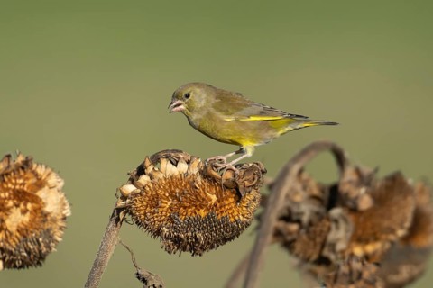 European greenfinch (Chloris chloris) adult male garden bird on a sunflower seedhead in winter,
