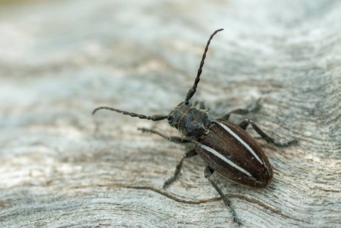 Neodorcadion bilineatum, bilineatum, longhorn beetle, Greece, insects, insects, beetles
