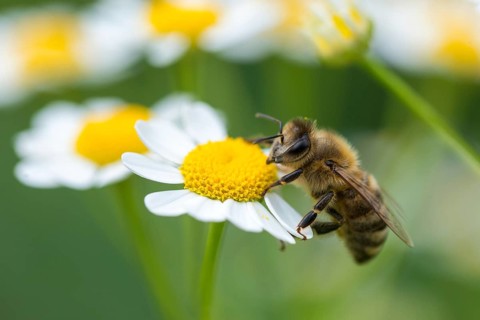 Apidae, apis mellifera, bees, European honey bee, European honeybee, hymenoptera, western honey