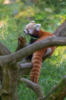 One red panda, Ailurus fulgens, sitting on a branch of a dead tree. Fresh green vegetation in the