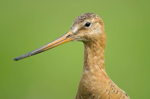 Uferschnepfe (Limosa limosa), Black-tailed Godwit, Altvogel auf Sitzwarte, Portrait, Mai, Nijkerk,