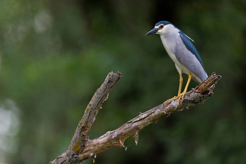 Black-crowned black crowned night heron (Nycticorax nycticorax), Bihoreau gris, HÈron bihoreau,
