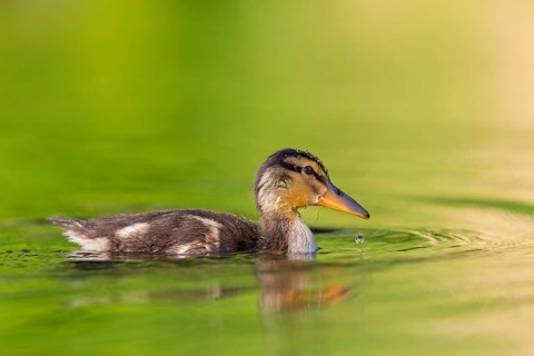 Mallard, chick, juvenile, baby duck, swims in the water, sideways, (Anas platyrhynchos), female,