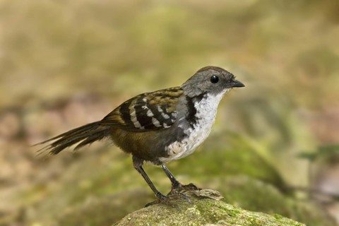 Australian Logrunner (Orthonyx temminckii) male, Queensland, Australia