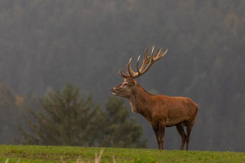 One Red Deer stag (Cervus elaphus) in rutting season, standing calling on a green meadow. A forest