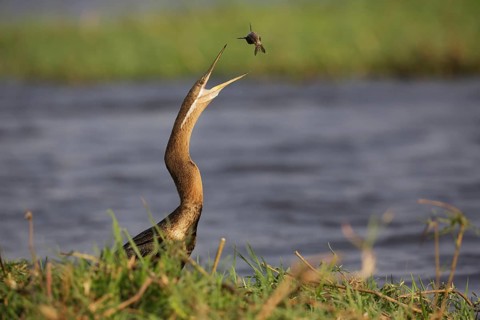 African Darter (Anhinga rufa) with captured fish prey, Chobe, Botswana