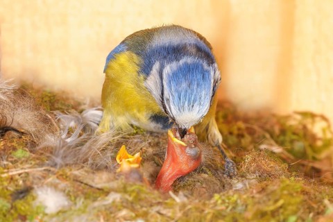 Blue tit (Parus caeruleus), feeding four-day-old young birds in the nesting box, Wildlife, Animals,