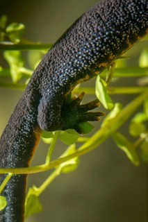 Great crested newt, crested newt, northern crested newt, triturus cristatus, amphibians,