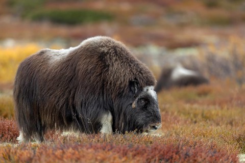 A musk ox cow (Ovibos moschatus) walks through the autumnal tundra in search of food, autumn,