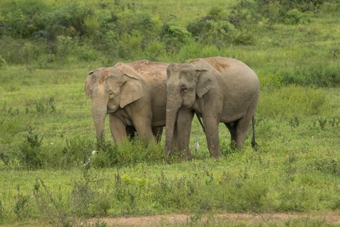 Indian elephants (Elephas maximus indicus), Khiri Khan, Hua Hin, Kui Buri National Park, Thailand