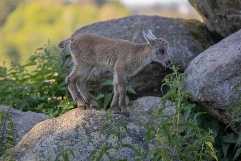 One baby ibex (Capra ibex) standing on a rock. Some green vegetation around and a forest in the