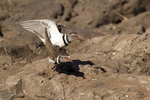 Driebandplevier, Three-banded Plover, Charadrius tricollaris