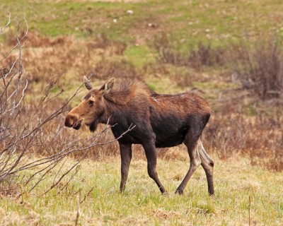 A young elk (Alces alces), Wyoming, United States