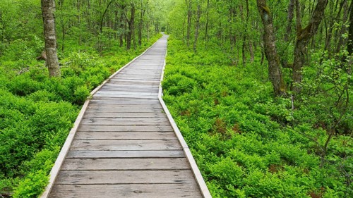 Carpathian birch forest (Betula pubescens), and boardwalk, Rotes Moor, Rhön Biosphere Reserve,