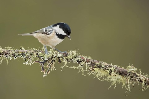Coal Tit (Periparus ater) perched on lichen branch, Grisons, Switzerland