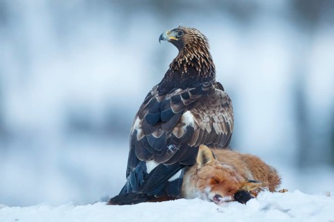 Golden Eagle (Aquila chrysaetos), Norway