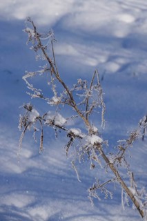 Wintertime, snow crystals, Saxony, Germany