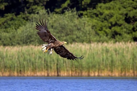 White-tailed eagle, Eurasian sea eagle, erne (Haliaeetus albicilla) adult catching fish in its