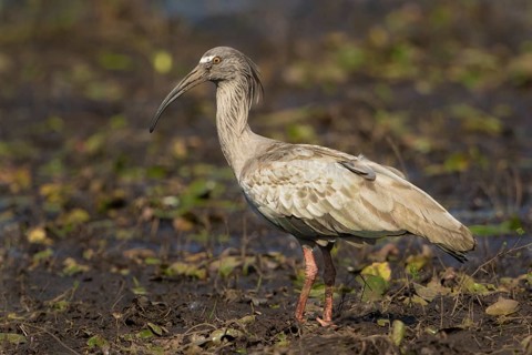Plumbeous Ibis (Theristicus caerulescens) foraging, Bolivia