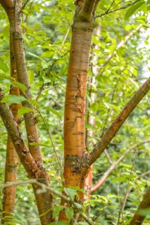 Mahogany cherry (Prunus maackii 'Amber Beauty'), Hohenheim Gardens, Germany