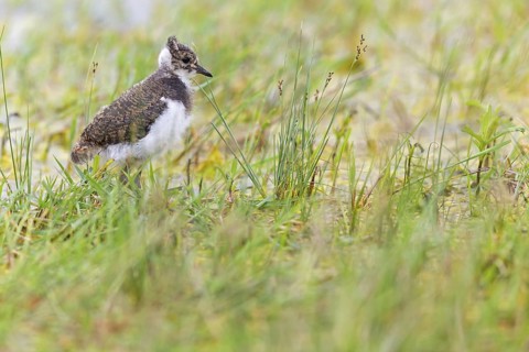 Lapwing, (Vanellus vanellus), animals, birds, lapwings, plover family, young, chicks, baby animals,