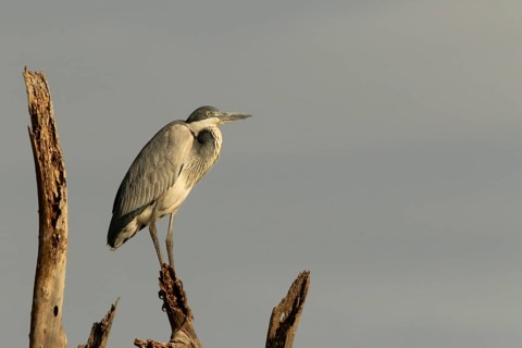 Black-headed Heron (Ardea melanocephala), Samburu, Kenya