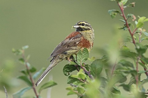 Cirl Bunting (Emberiza cirlus) male, Britanny, France