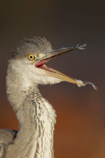 Grey heron (Ardea cinerea) juvenile bird with its beak open, England, United Kingdom