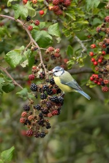 Blue tit (Cyanistes caeruleus) adult bird in a hedgerow on blackberries fruit in summer, England,
