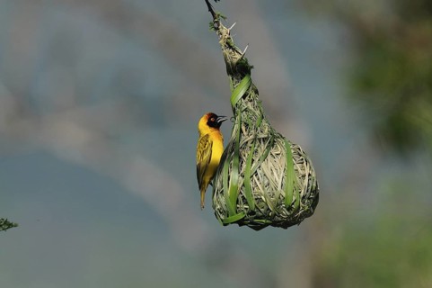 Vitelline Masked Weaver (Ploceus vitellinus) male, Voi, Kenya