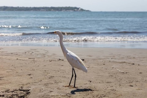 Little Egret (Egretta garzetta), beach, Cartagena, Colombia