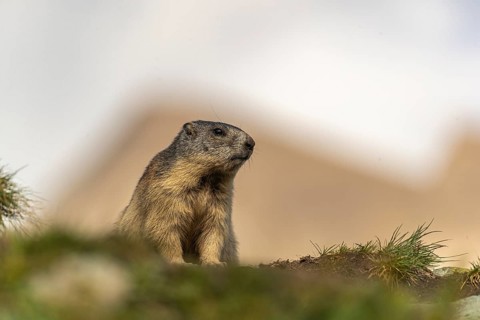 One youngAlpine Marmot, Marmota marmota sitting on a rocky rim. A mountain in the distant