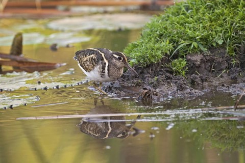Greater Painted-snipe (Rostratula benghalensis), Gambia