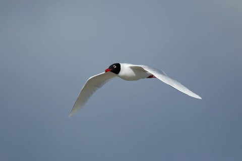Mediterranean gull (Ichthyaetus melanocephalus) adult bird in summer plumage flying, England,