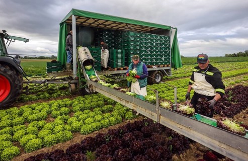 Soest, Sauerland, North Rhine-Westphalia, Germany - Vegetable cultivation, harvest helpers