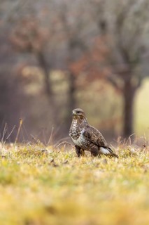 A buzzard stands in an autumnal landscape against a blurred forest backdrop, common buzzard (Buteo