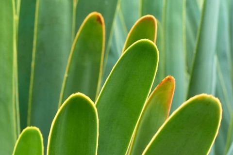 Close-up of green leaves with bright yellow edges
