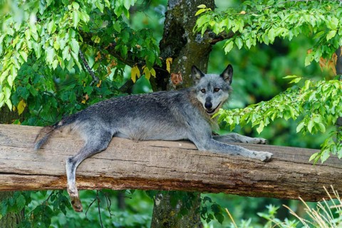 Timberwolf, wolf, American wolf (Canis lupus lycaon), Germany. A wolf lies relaxed on a tree trunk