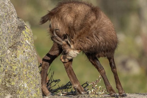Chamois (Rupicapra rupicapra) during the spring moult. Hohneck, Vosges, Alsace, France