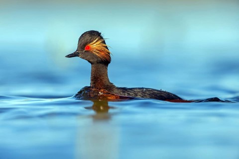 Black-necked grebe (Podiceps nigricollis), swimming in the water, Hides de El Taray / Floating Hid,