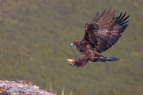 Golden Eagle, (Aquila chrysaetos), bird of prey, family of hawk-like birds, flight, biotope,