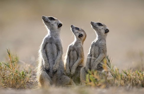 Meerkats or suricates (Suricata suricatta), Makgadikgadi Salt Pans, Makgadikgadi Pans National