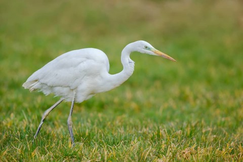 Silberreiher, Ardea alba Great Egret, Ardea alba