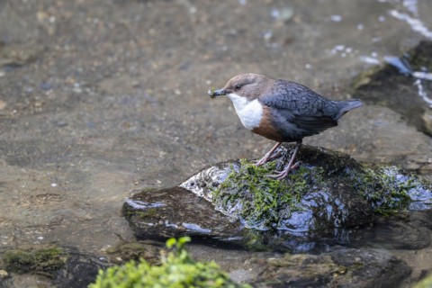 White-throated Dipper (Cinclus cinclus), at a torrent with larvae in its beak,