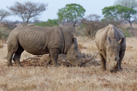 Southern white rhinoceros (Ceratotherium simum simum) with birds, two adult males feeding on dry