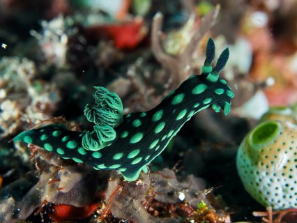 Green neon star snail (Nembrotha cristata) in the reef, dive site SD, Nusa Ceningan, Nusa Penida,