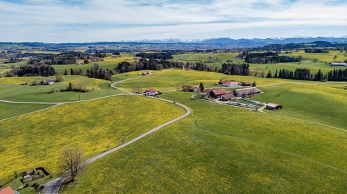 Aerial view of a country road through flowering dandelion meadows in spring, with the snow-capped