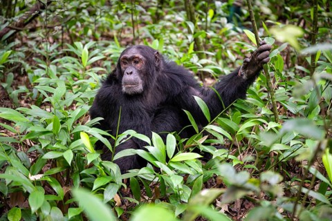 Chimpanzee (Pan Troglodytes), male on the ground, jungle in Kibale National Park, Uganda